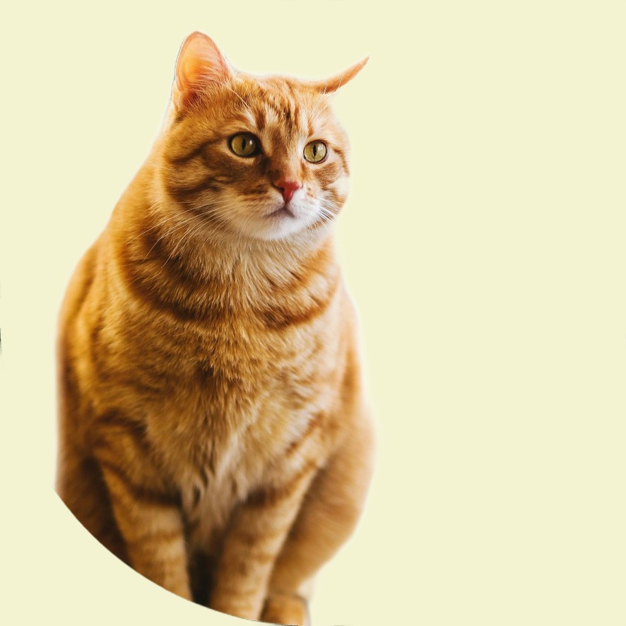 nano banana 2 blend use case 1